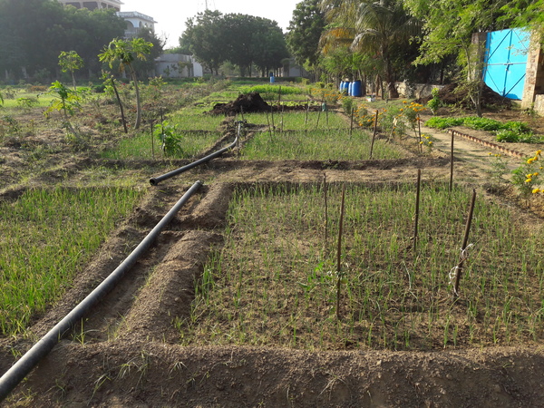Shiv Bagh west with spring onions and many salad veggies 600